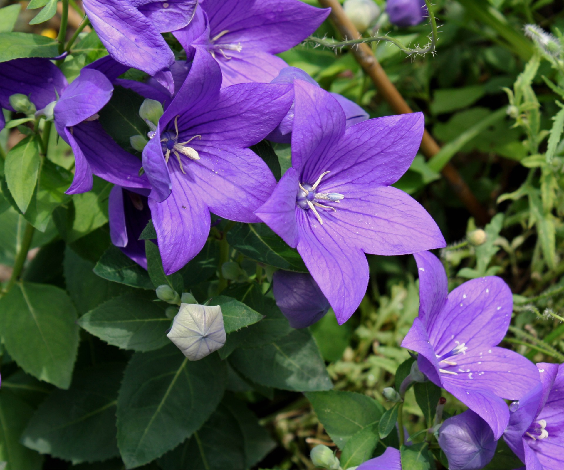 Umwelttipp Wildblumen für die Natur