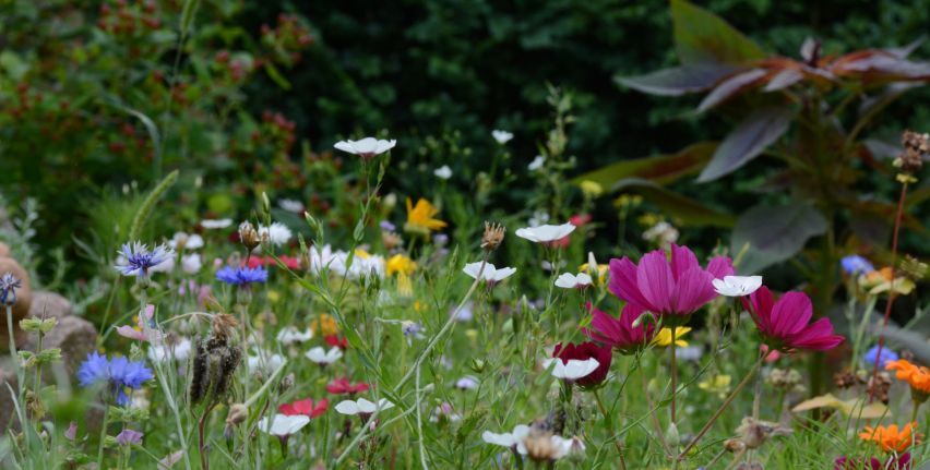 Wildblumenwiese