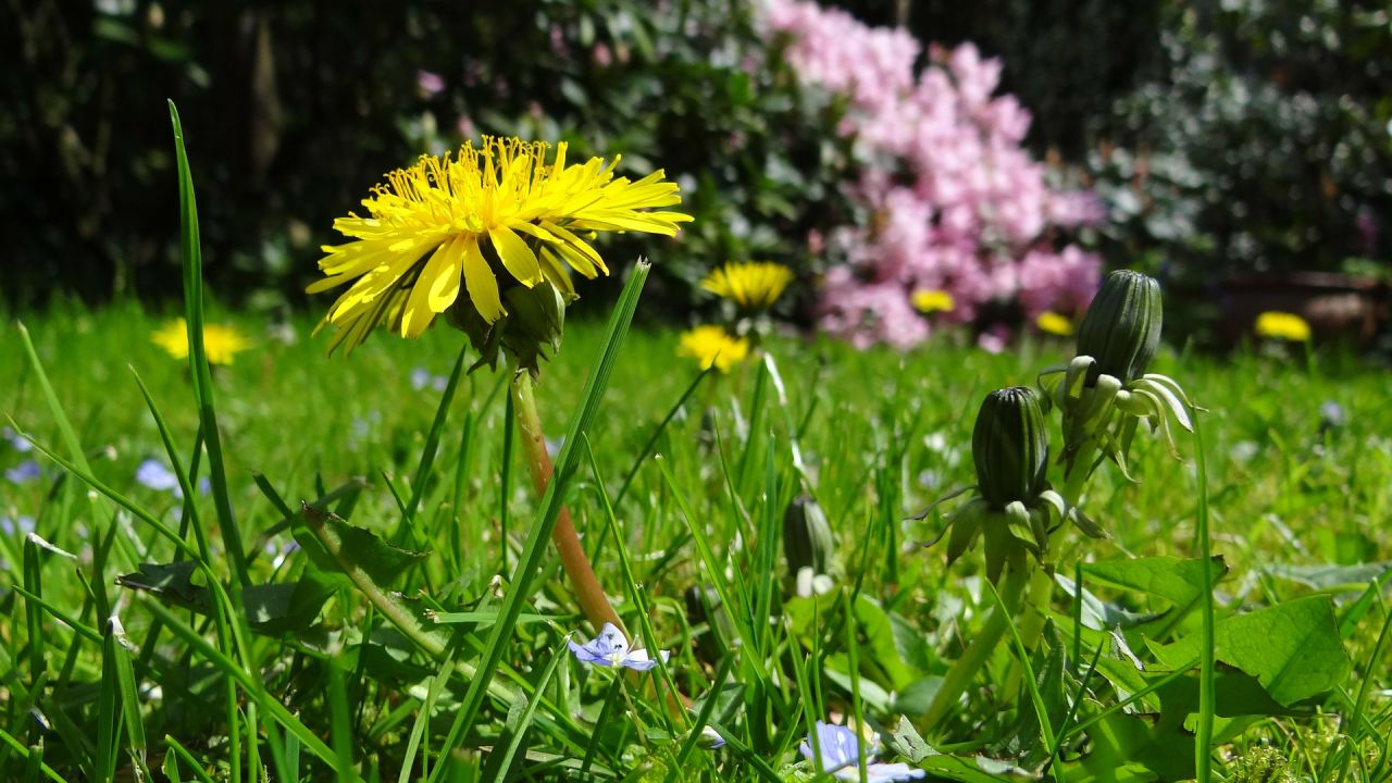 Wiesenblumen