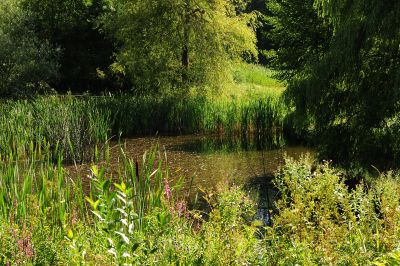 Weiher Mooswasen