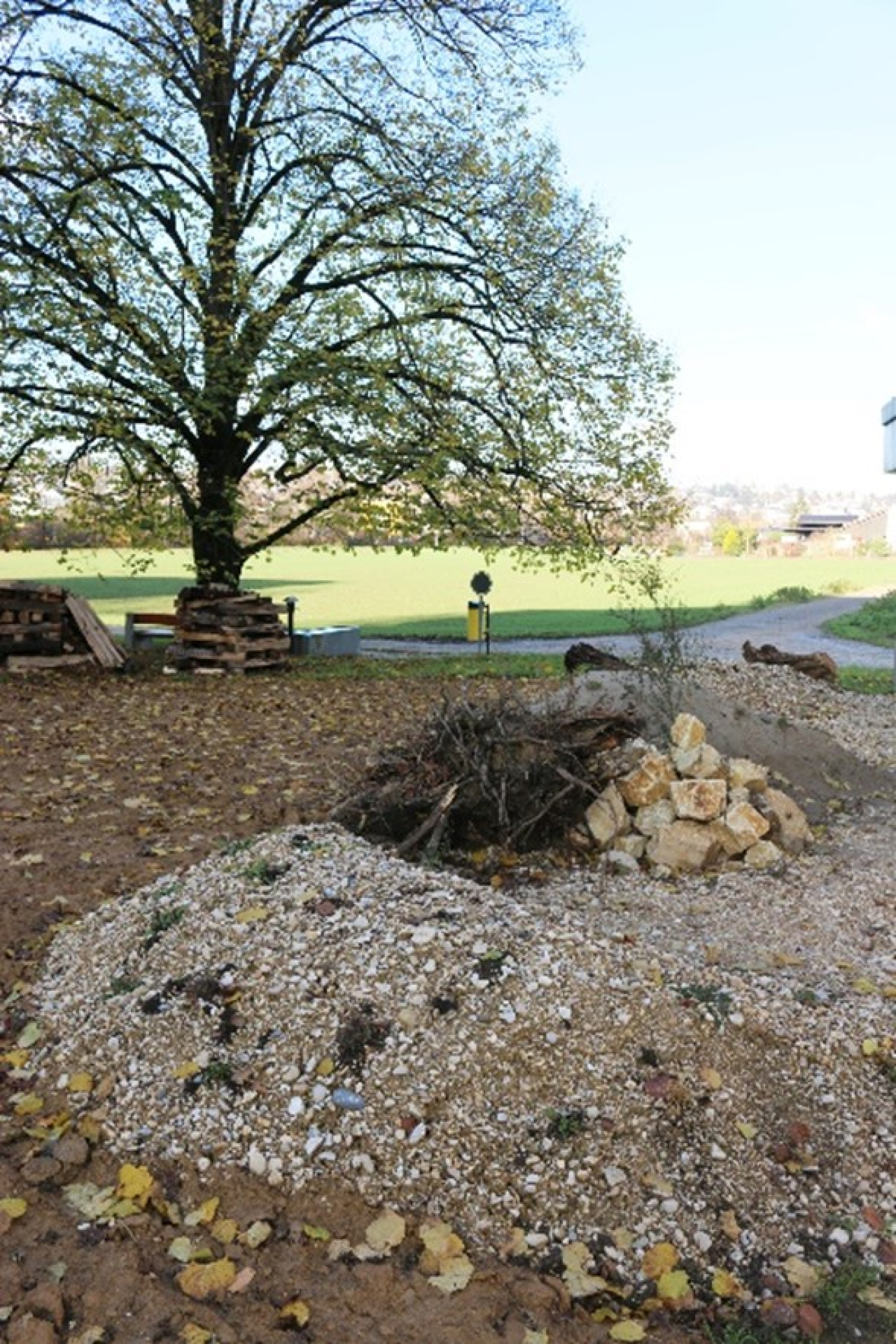 Pionierstandort, welcher sich über die Zeit dynamisch entwickelt, stellt ein Habitat für Lebewesen dar, die an nährstoffarme und wechselhafte Bedingungen angepasst sind. Im Hintergrund sieht man die Laubtöpfe